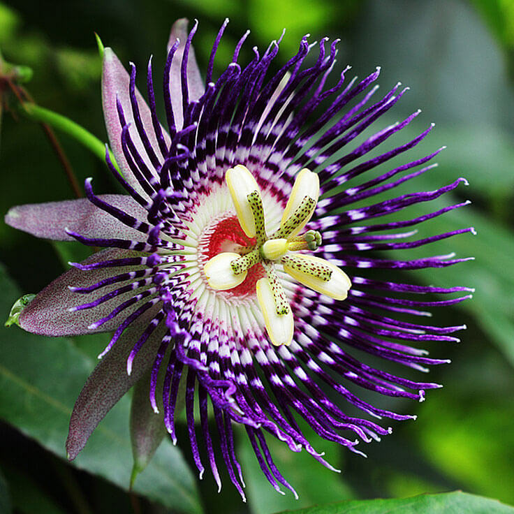 Passionflower Powder for Anxiety Relief