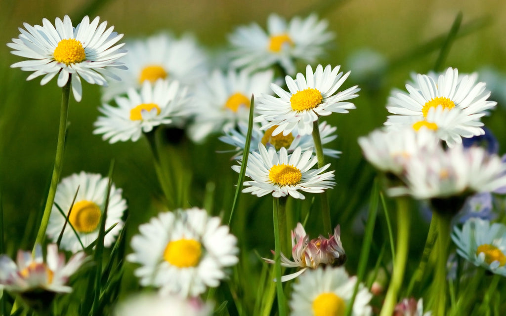 Chamomile Benefits: Can it Help You Relax?