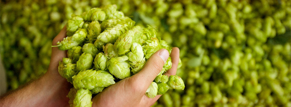 What are the Benefits of Hops Flower Powder?
