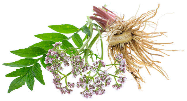 Valarian Root Powder Benefits - How Can it Help You?